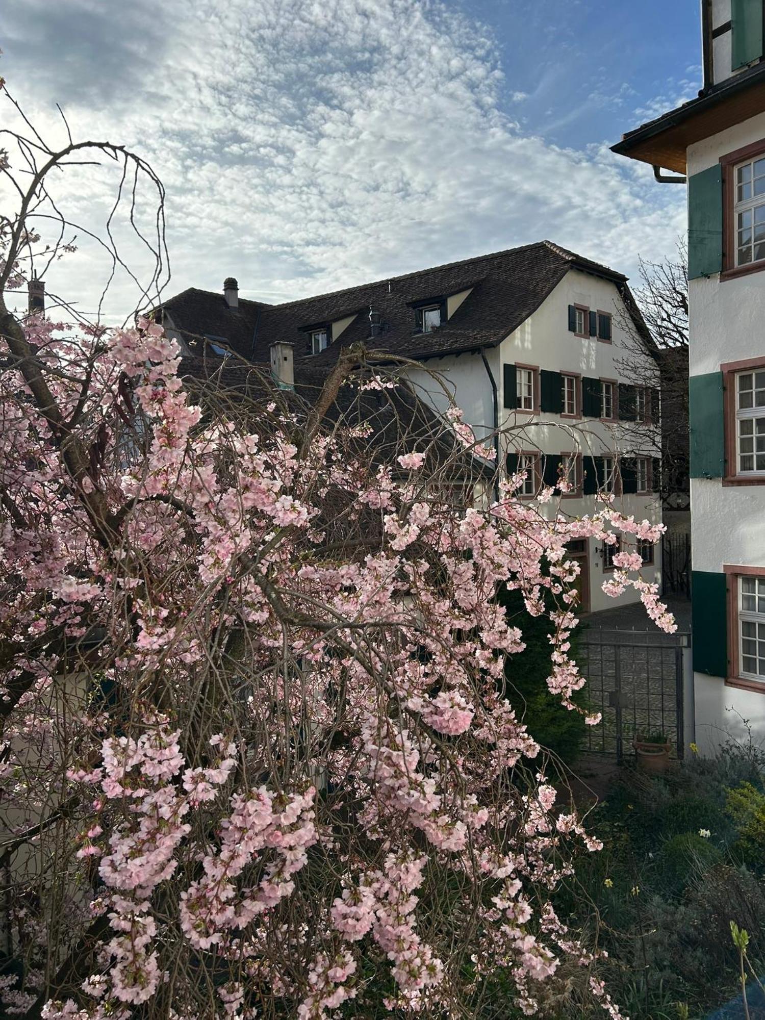 Rheinstream Guesthouse Bâle Extérieur photo